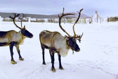DALL·E-2023-01-16-13.43.52-photo-of-reinders-in-Kiruna