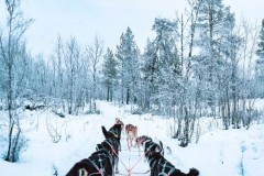 doggsledding